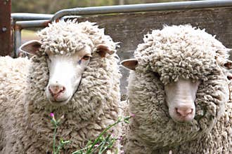 Sheep