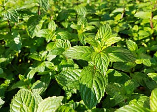 Peppermint Mint Herb with a lot of leaves.