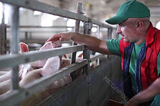 Pig Farming