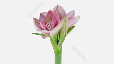 Time-lapse of opening Blushing Bride amaryllis Christmas flower