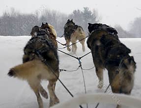 Sled Dogs