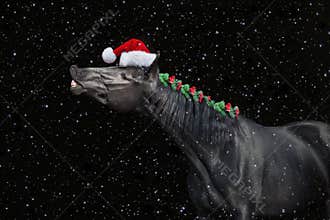 Horse smile in new year hat