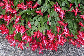 Red flowers of Thanksgiving Cactus `Thor Carmen