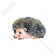 Watercolor hedgehog isolated on white background. Forest animals illustration