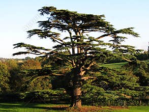 Cedar Tree