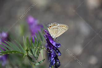 Amazing Butterfly on Violet Flower