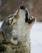 Song of the wolf
