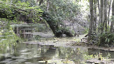 Florida Everglades scenery