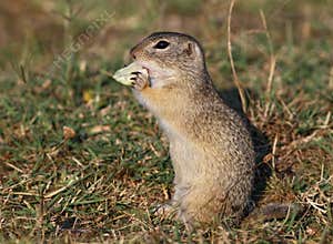 Ground squirrel Spermophilus citellus