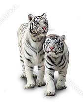 Two white tiger