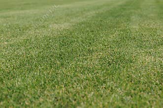 Green grase closeup