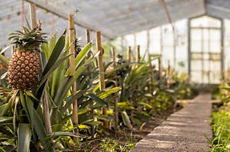 Pineapple plantation, greenhouse, Sao Miguel, Azores islands, unique culture