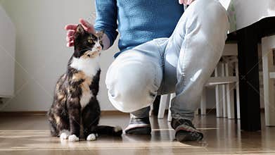 Man stroking his tabby cat
