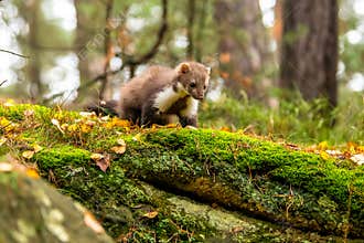 European Pine Marten Marten Marten Searching for Food