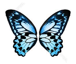 Color monarch butterfly wings, isolated