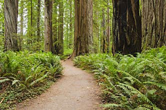 California Redwood Forest