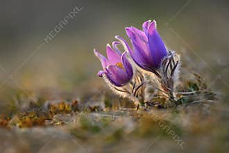 Springtime - spring flower. Beautiful purple little furry pasque-flower. Pulsatilla grandis Blooming on spring meadow at the