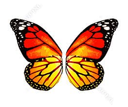Color monarch butterfly wings, isolated