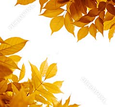 Autumn leaves, fall season