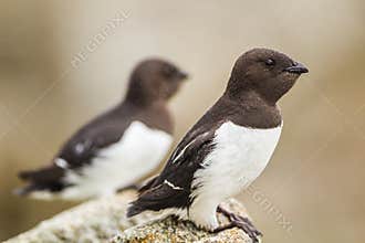 Little auk returning to their rocky nests