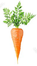 Isolated carrot
