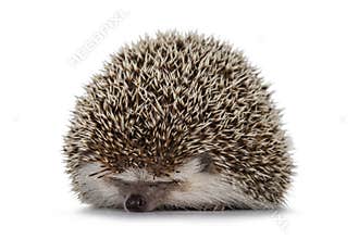 Four toed hedgehog on white background
