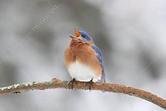 Eastern Bluebird on a Snowy Day
