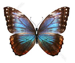 Color Morpho butterfly , isolated on the white