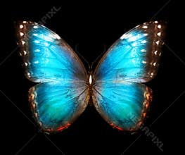 Color Morpho butterfly , isolated on the black