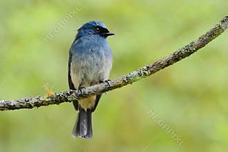 Indigo Flycatcher