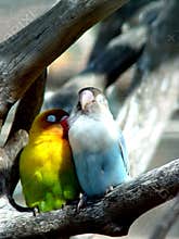 Lover birds, Mauritius