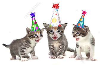 Birthday Song Singing Kittens on White Background
