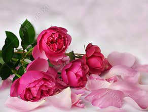 Romantic pink roses