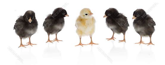 Unique chicken