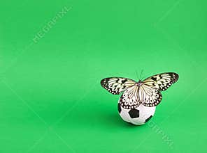 Close-up soccer ball with butterfly in a grass field. Butterfly is the Idea of Leuconoy.