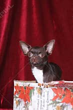 Cute chihuahua portrait in Christmas box