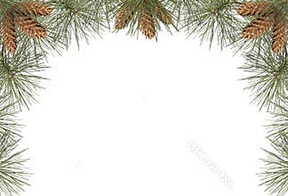 Pine Frame