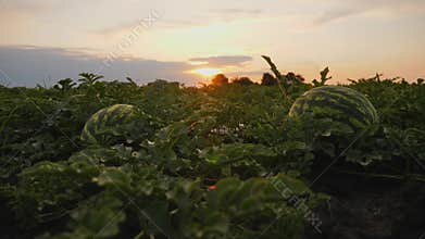 Plantation of ripening watermelons in an agricultural field