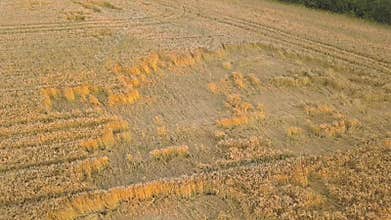 Aerial view of ripe farm field ready for harvesting with fallen down broken by wind wheat heads. Damaged crops and agriculture fai