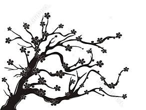 Cherry blossom tree silhouette