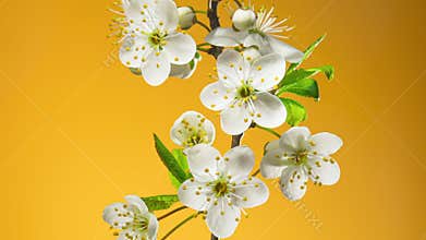 Time Lapse of Cherry Blossom Branch on Yellow Background