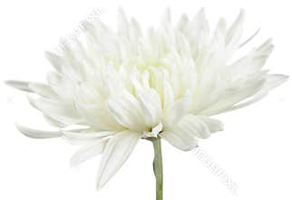 White Chrysanthemum Flower