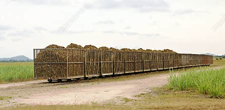 Rail bins full of fresh cut sugarcane