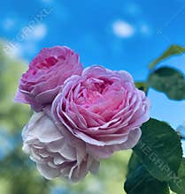 Pink roses in English garden 