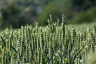 Ears of hybrid wheat