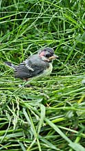 Great tit chick