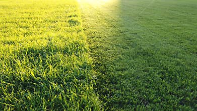 Grass cut with lawn mower. Half of the grass trimmed and half is still long. Fresh cut backyard in the sunlihgt.