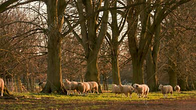 Sheep grazing, walking, running on a path with trees in the countryside at sunset or sunrise