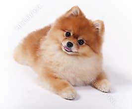 Little Female Pomeranian Pet Show Dog
