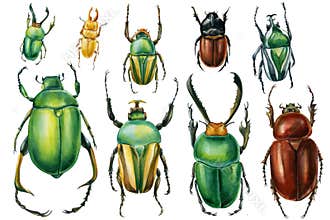 Beetles on an isolated white background, watercolor illustration, green scarab beetle